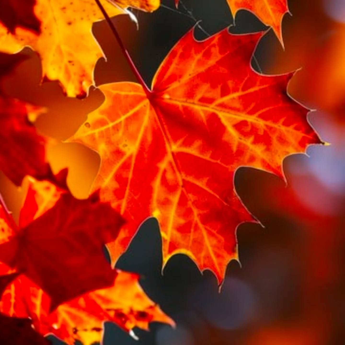 🍂 Happy First Day of Fall! 🍂
The seasons are changing and we’re heading into a busy time of year. When you’re filling up your calendar, don’t forget to add massage to your to-do list.

And just look at that weather forecast — it’s the perfect time to get outside for some fresh air. A simple walk can do wonders to ease muscle tension. So, get out there, enjoy a stroll, and then come back and schedule your next massage.

#DeeplyKneadedMassage #FirstDayOfFall #SelfCareSeason #dallasmassagetherapist