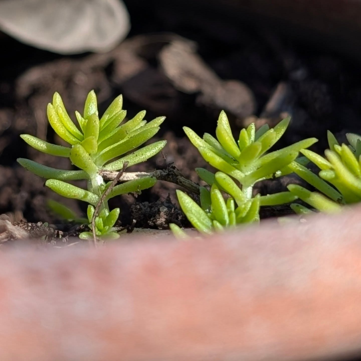 We don’t bloom on command—and we’re not meant to.
Winter asks for rest, not reinvention.
If your body is craving slower days, softer expectations, and deeper care, listen.
So for now, just take care of yourself.
Renewal will come… right on time. ✨

#deeplykneadedmassage 
#dallaswellness 
#dallasmassage
#dallassmallbusiness 
#dallasselfcare
