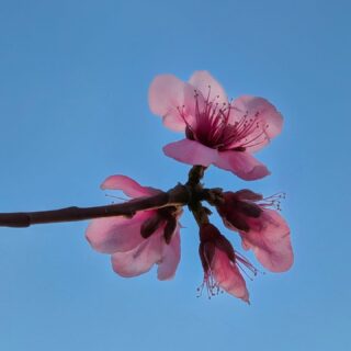 This Heart Health Month, show your heart some love.

Regular relaxation through massage and vibrational sound therapy helps reduce stress, ease tension, and support overall heart and health wellness.

Because stress plays a major role in heart health, making time to unwind isn’t a luxury — it’s part of caring for your body. 

Take care of your body, it does a lot for you! 

#hearthealth #dallaswellness #deeplykneadedmassage  #massagedallas