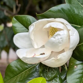May 1st 

The breeze is gentle and cool, carrying the scent of magnolia flowers
Birds are singing, all of the trees are dancing 
The yard is full of life 

Inhale
Exhale
Repeat 

#deeplykneadedmassage
#wellness #mindfulness