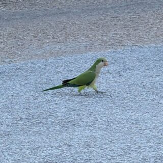The neighborhood Monk Parakeets have babies!
 🦜💚
Usually, I only see these pretty little guys because I hear them and know where to spot them. Today, though, they were actually hanging out in the parking lot. I don't typically see that! They're usually backlit on the telephone wire above the animal hospital or hidden in the trees. The babies are just too cute! 
Next time you are here for an appointment make sure to look for them. 

#deeplykneadedmassage #monkparakeets #DallasMassage